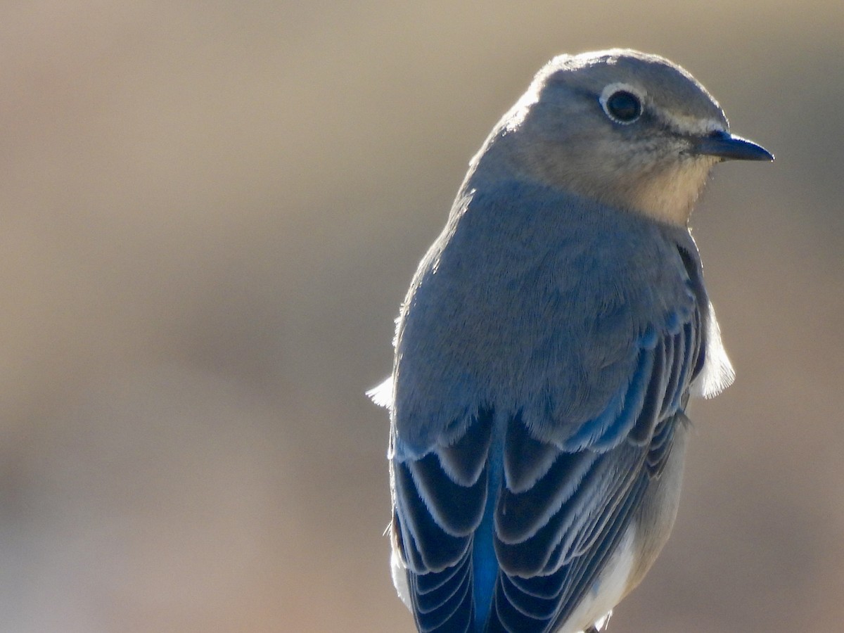Mountain Bluebird - ML646555688