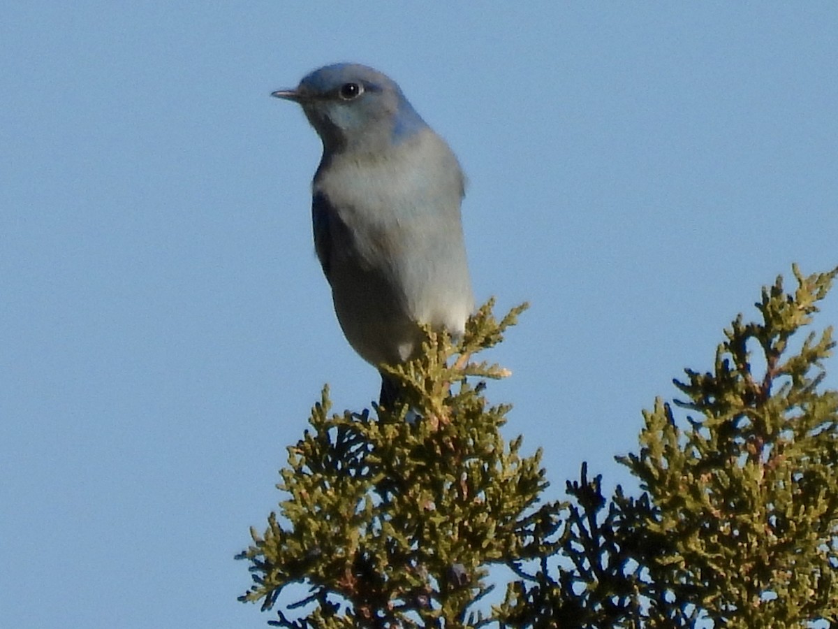 Mountain Bluebird - ML646555689