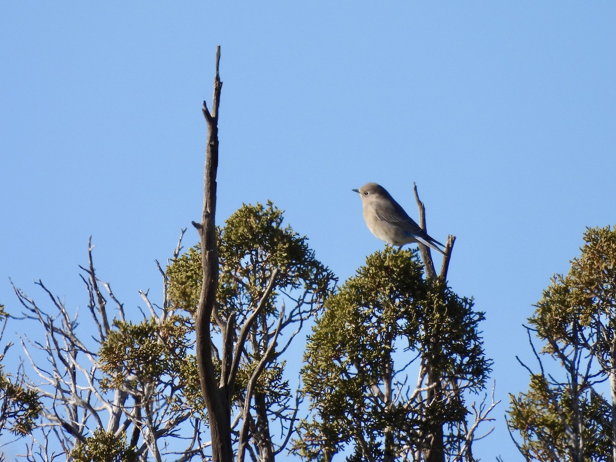 Mountain Bluebird - ML646555690