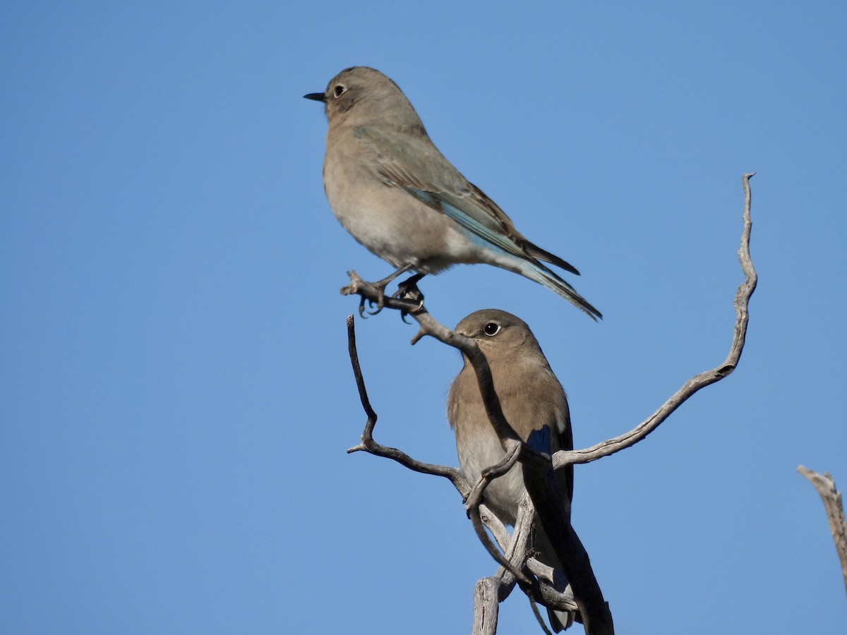 Mountain Bluebird - ML646555693