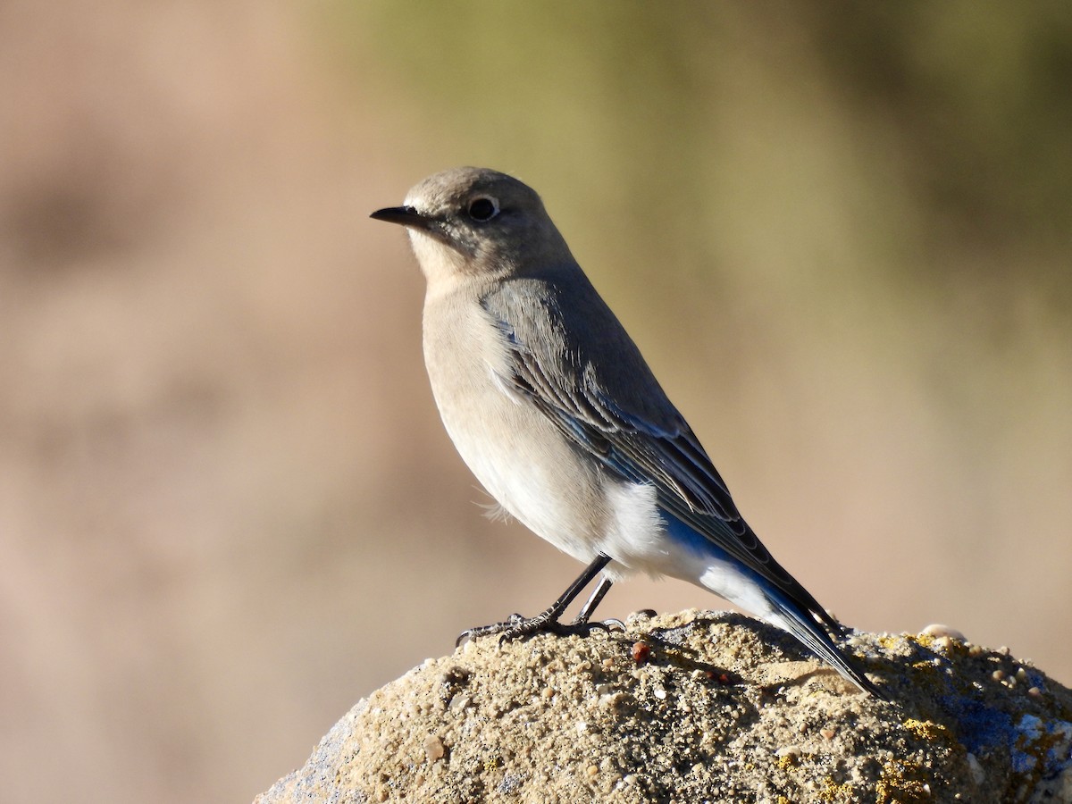 Mountain Bluebird - ML646555694
