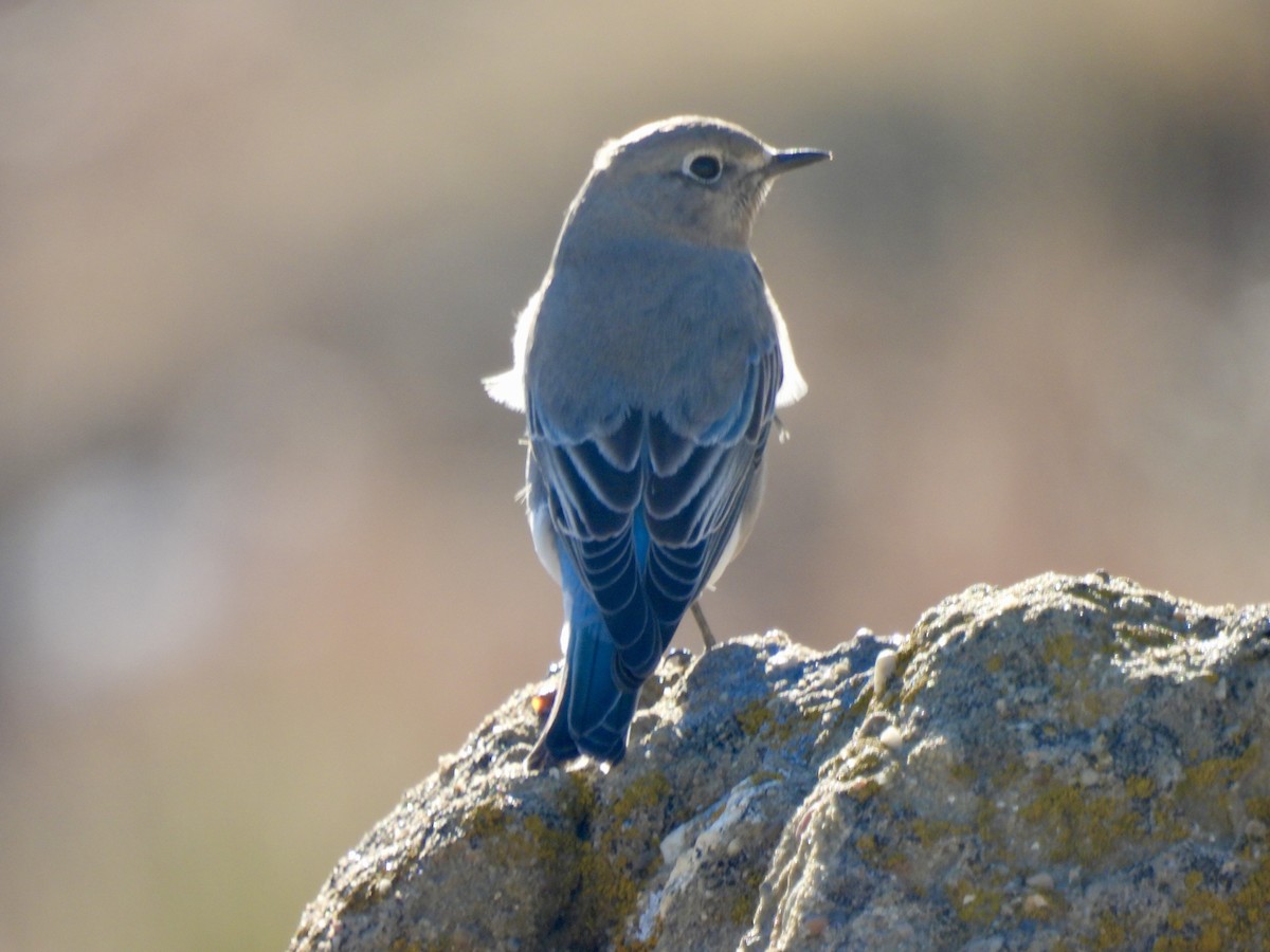 Mountain Bluebird - ML646555695