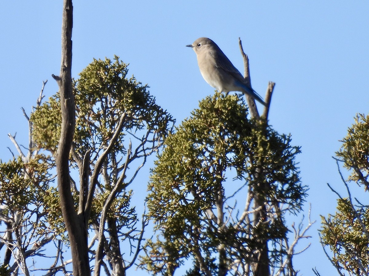 Mountain Bluebird - ML646555697