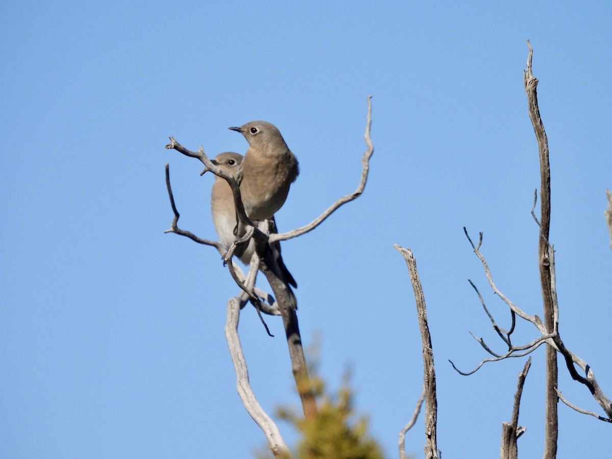 Mountain Bluebird - ML646555698