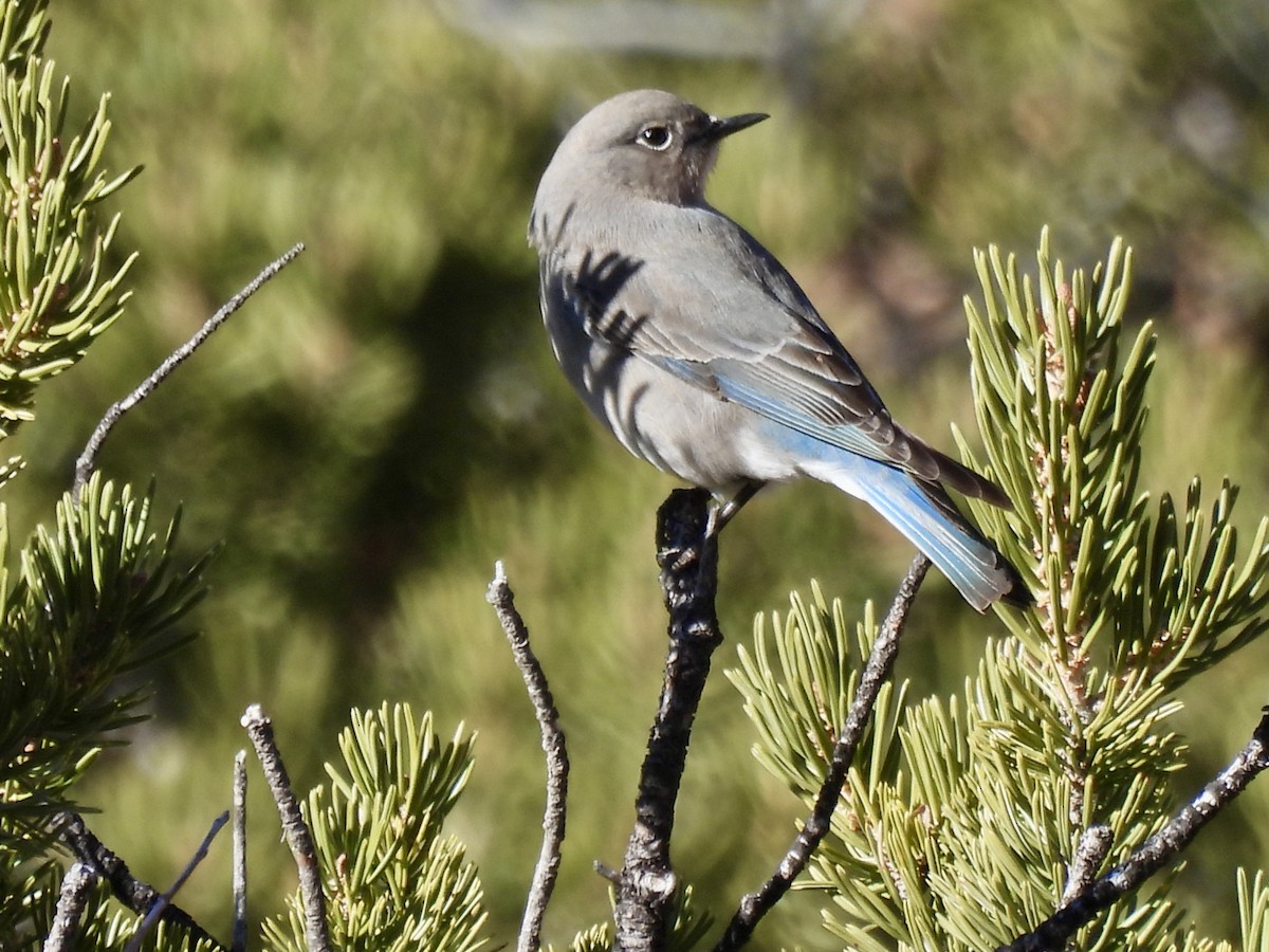 Mountain Bluebird - ML646555699