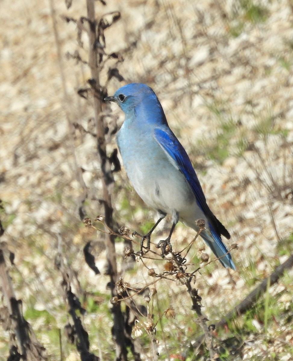 Mountain Bluebird - ML646555700