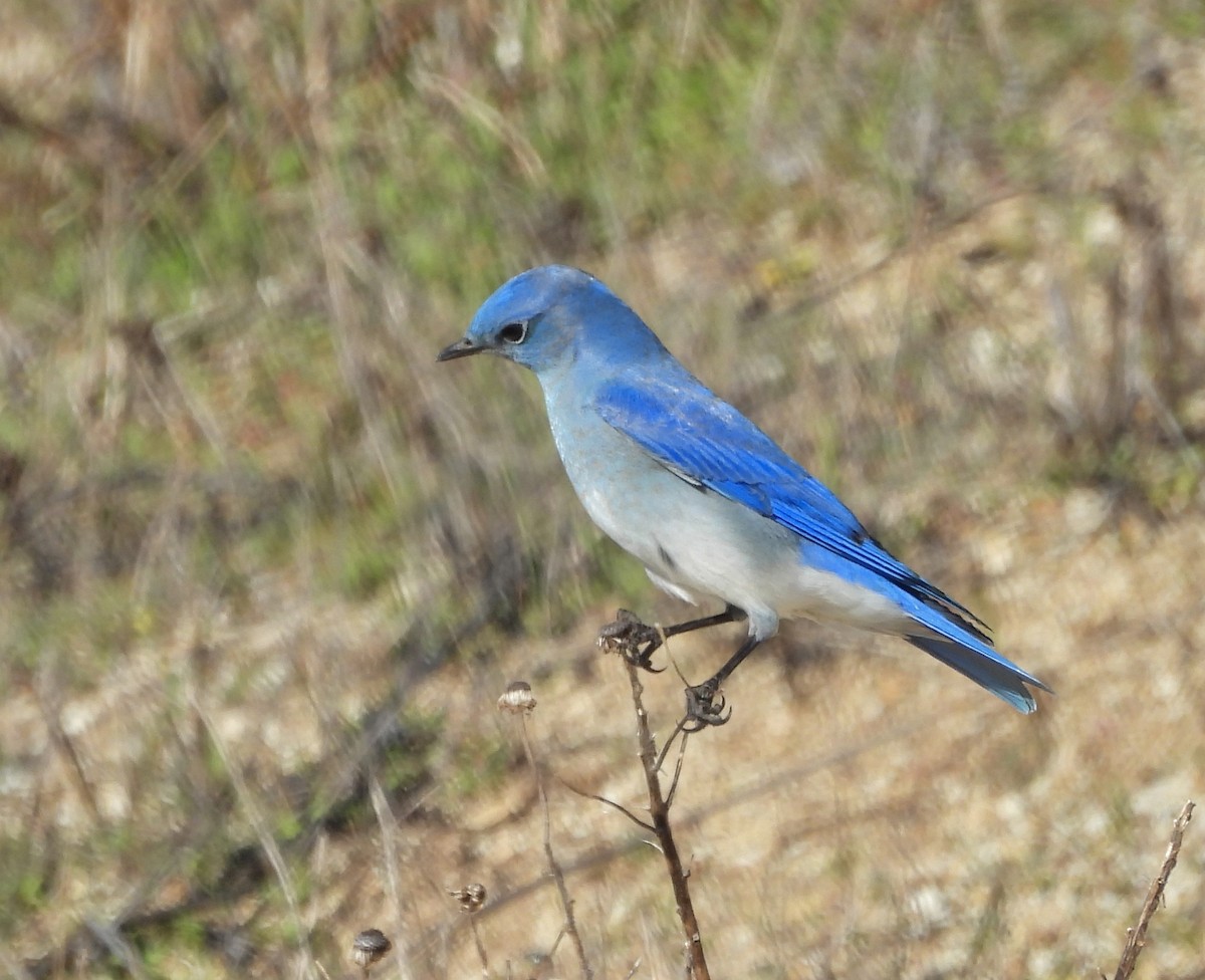 Mountain Bluebird - ML646555701