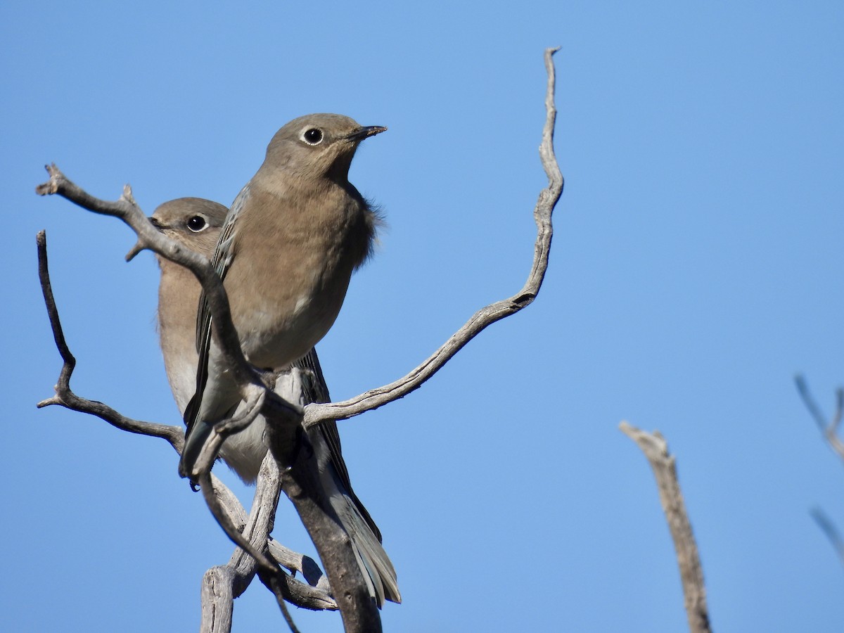 Mountain Bluebird - ML646555702