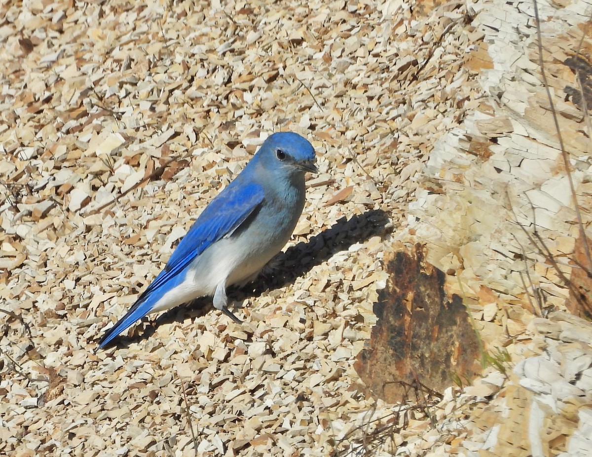 Mountain Bluebird - ML646555703