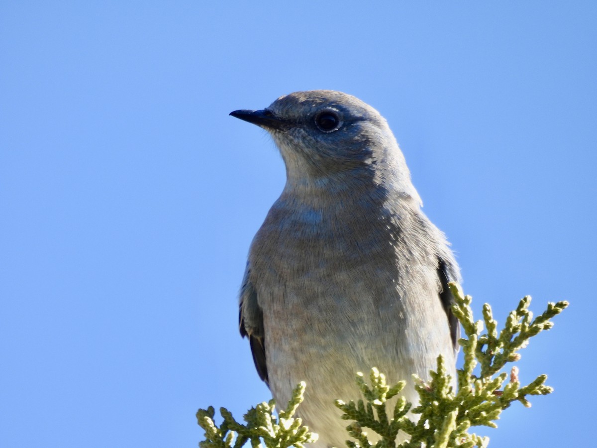 Mountain Bluebird - ML646555704