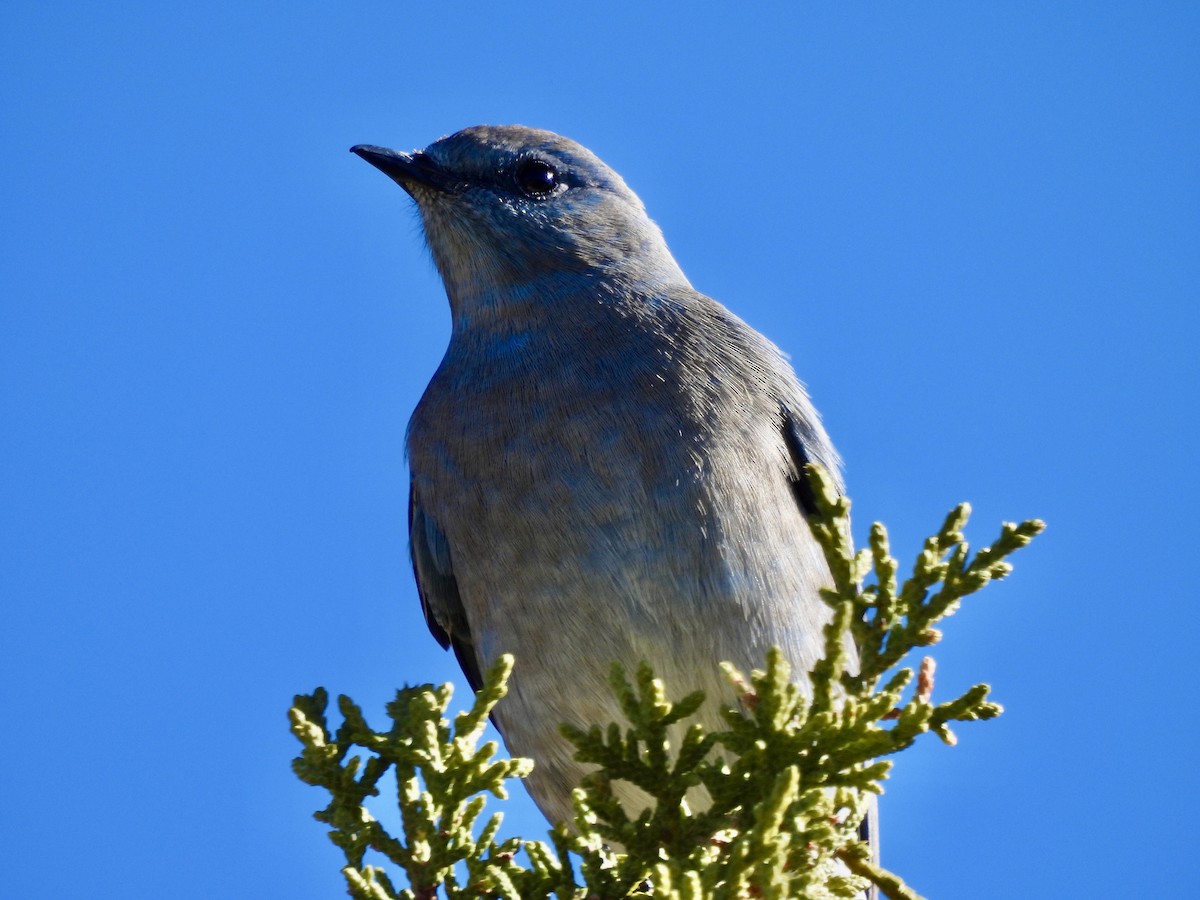 Mountain Bluebird - ML646555705