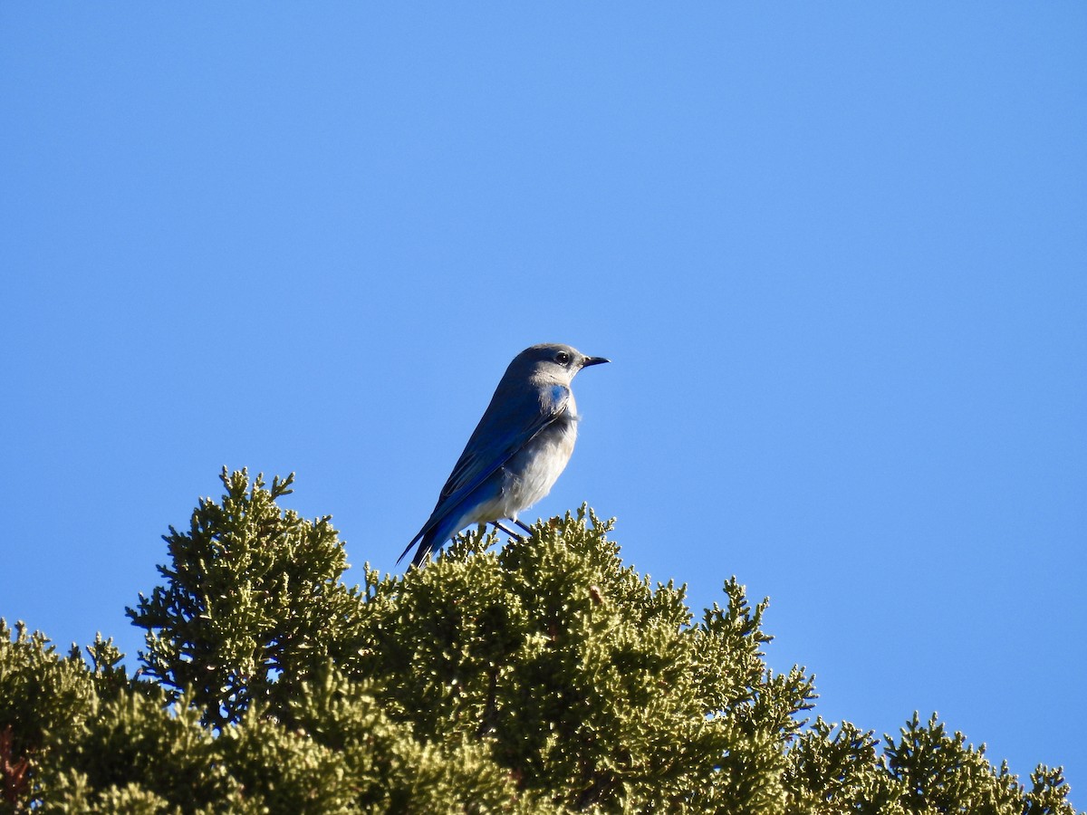 Mountain Bluebird - ML646555706