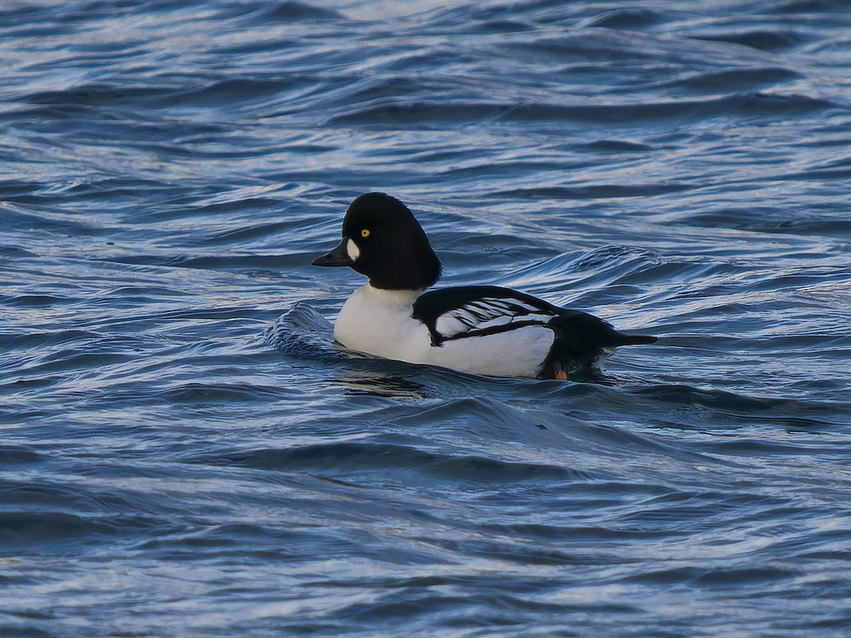 雑種 ホオジロガモ ｘ キタホオジロガモ - ML646555707
