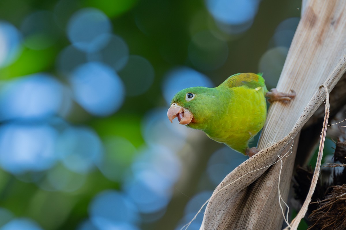 Orange-chinned Parakeet - ML646555710