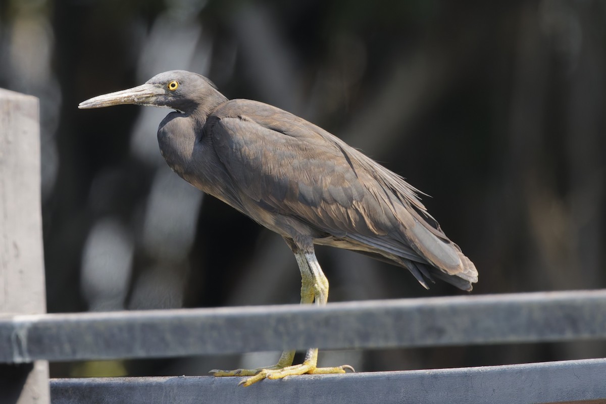 Pacific Reef-Heron - ML646555711