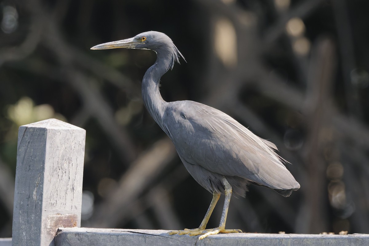 Pacific Reef-Heron - ML646555714