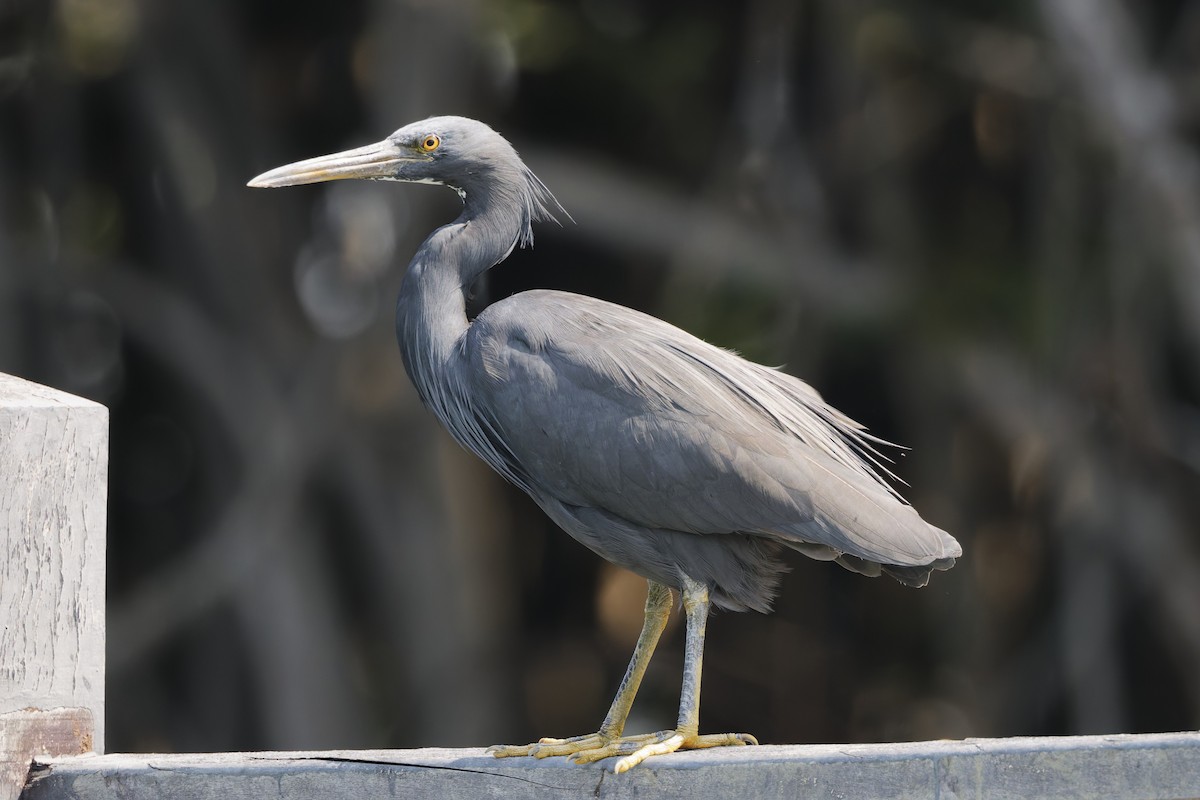 Pacific Reef-Heron - ML646555715