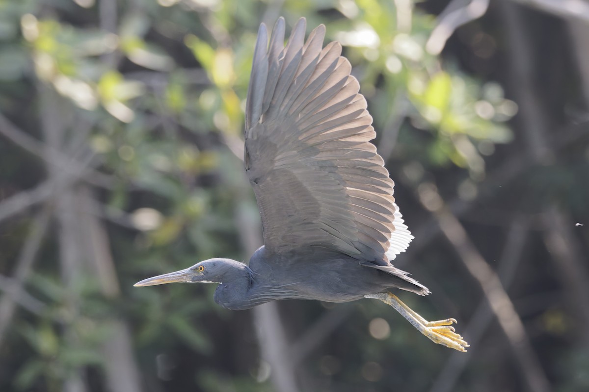 Pacific Reef-Heron - ML646555716