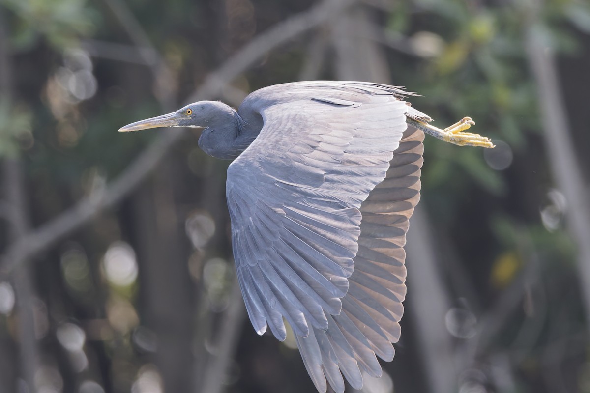 Pacific Reef-Heron - ML646555717