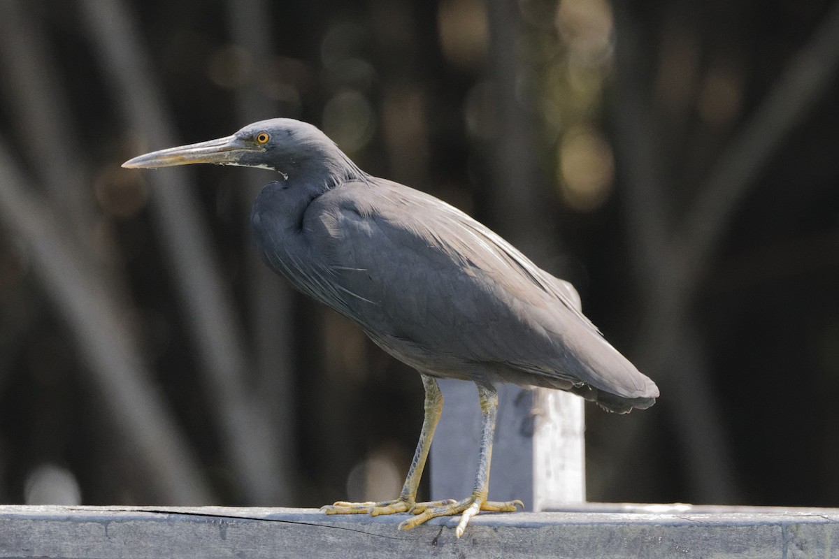 Pacific Reef-Heron - ML646555718
