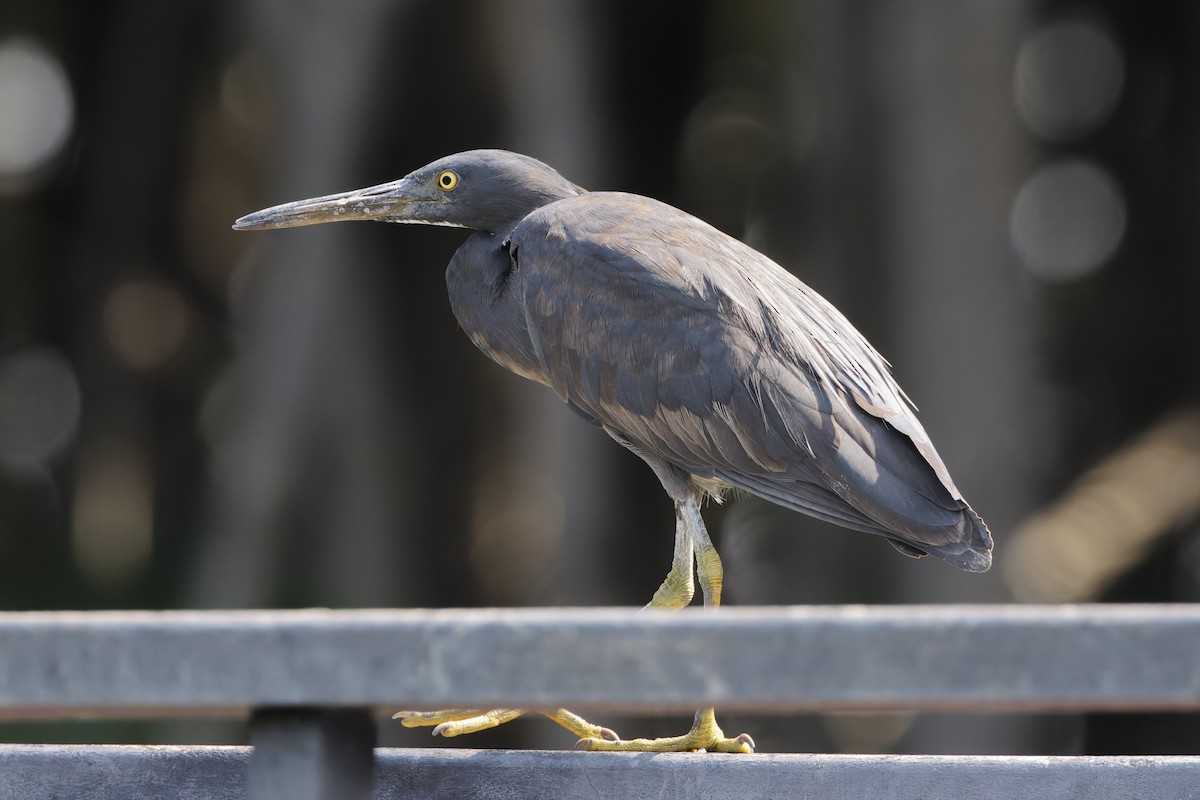 Pacific Reef-Heron - ML646555719