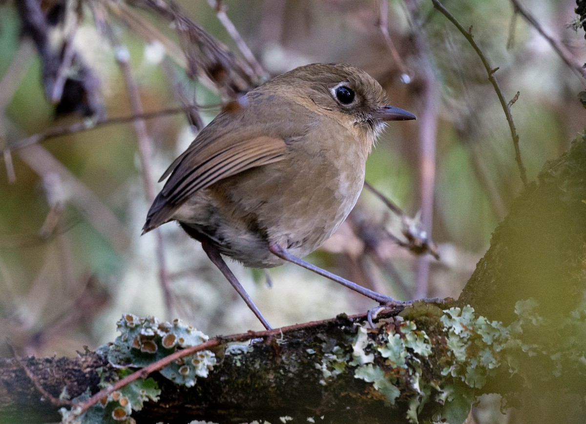 Perija Antpitta - ML646555724