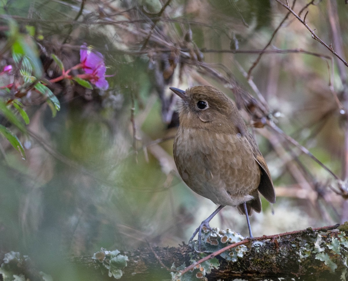 Perija Antpitta - ML646555726