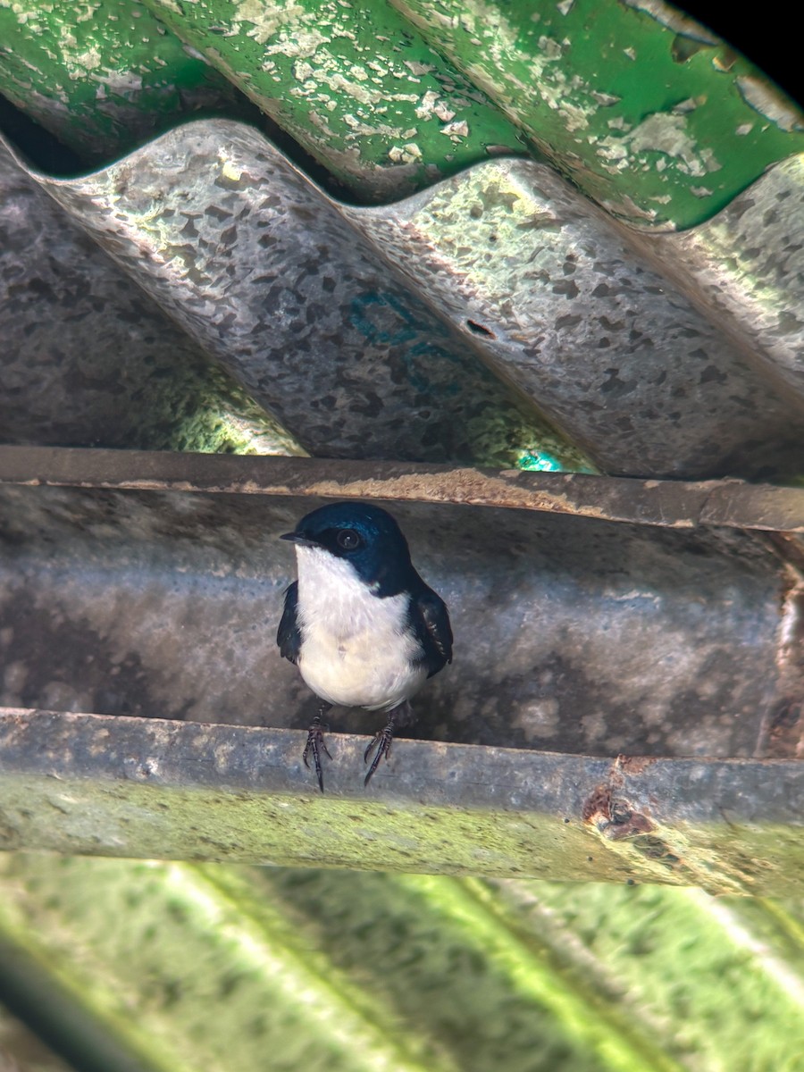 Blue-and-white Swallow - ML646555727