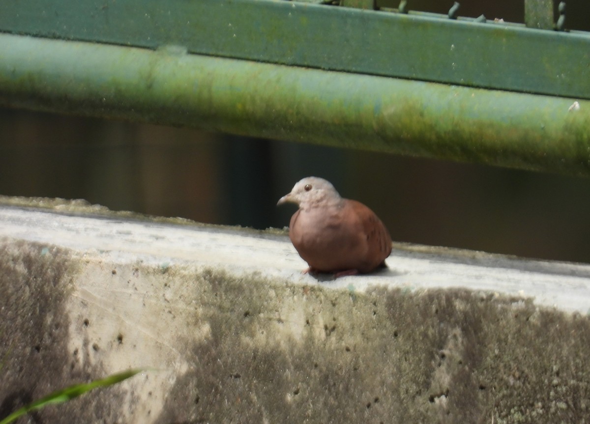 Ruddy Ground Dove - ML646555728
