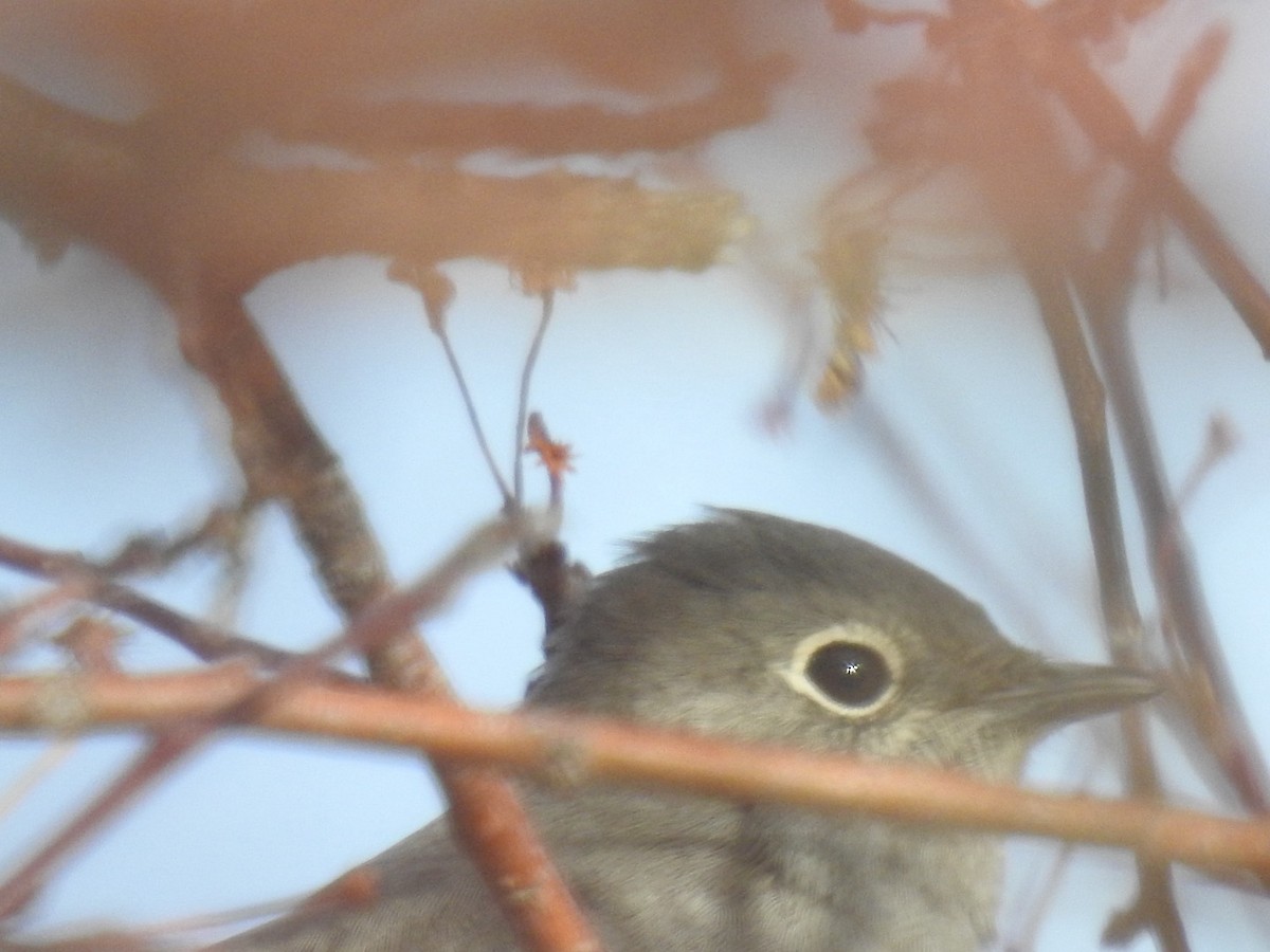 Townsend's Solitaire - ML646555737