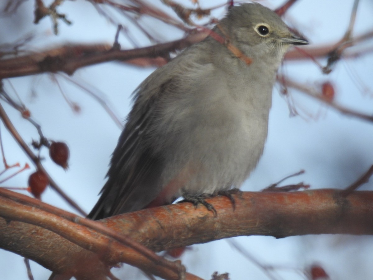 Townsend's Solitaire - ML646555738