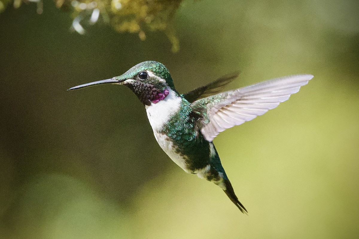 White-bellied Woodstar - ML646555742