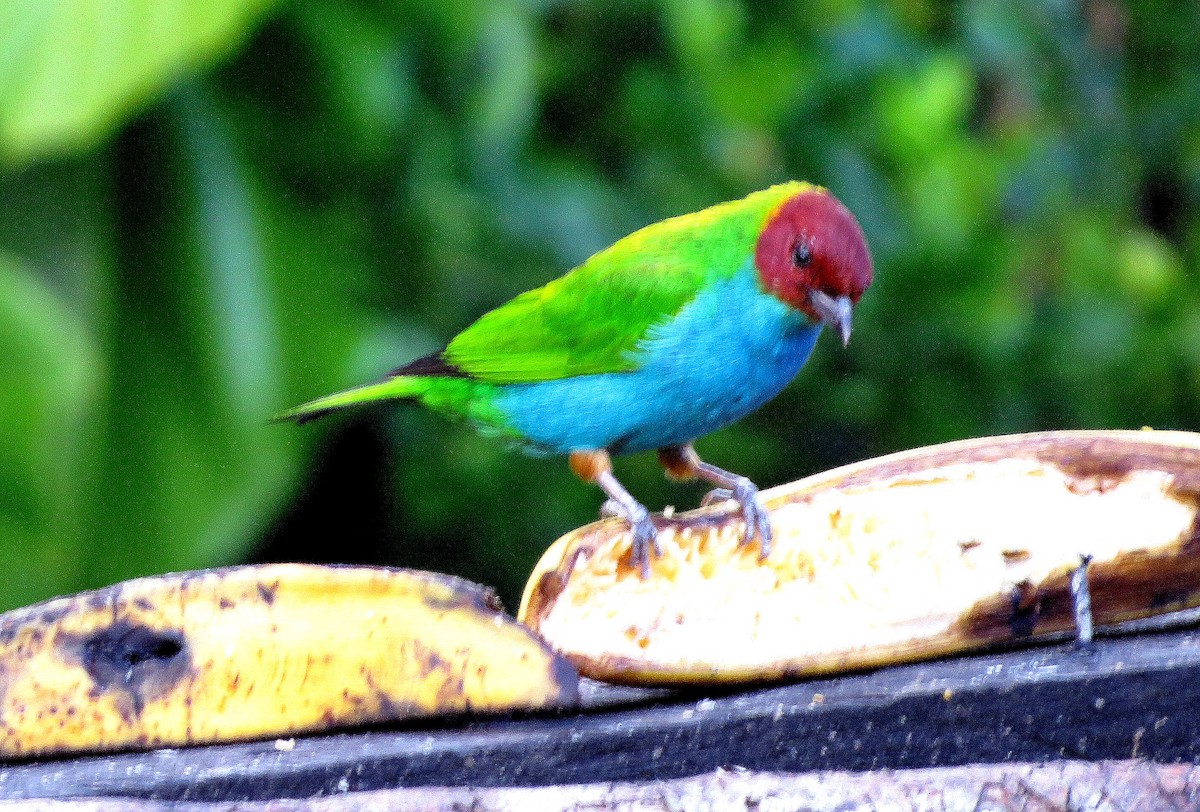 brunhodetanagar - ML646555743