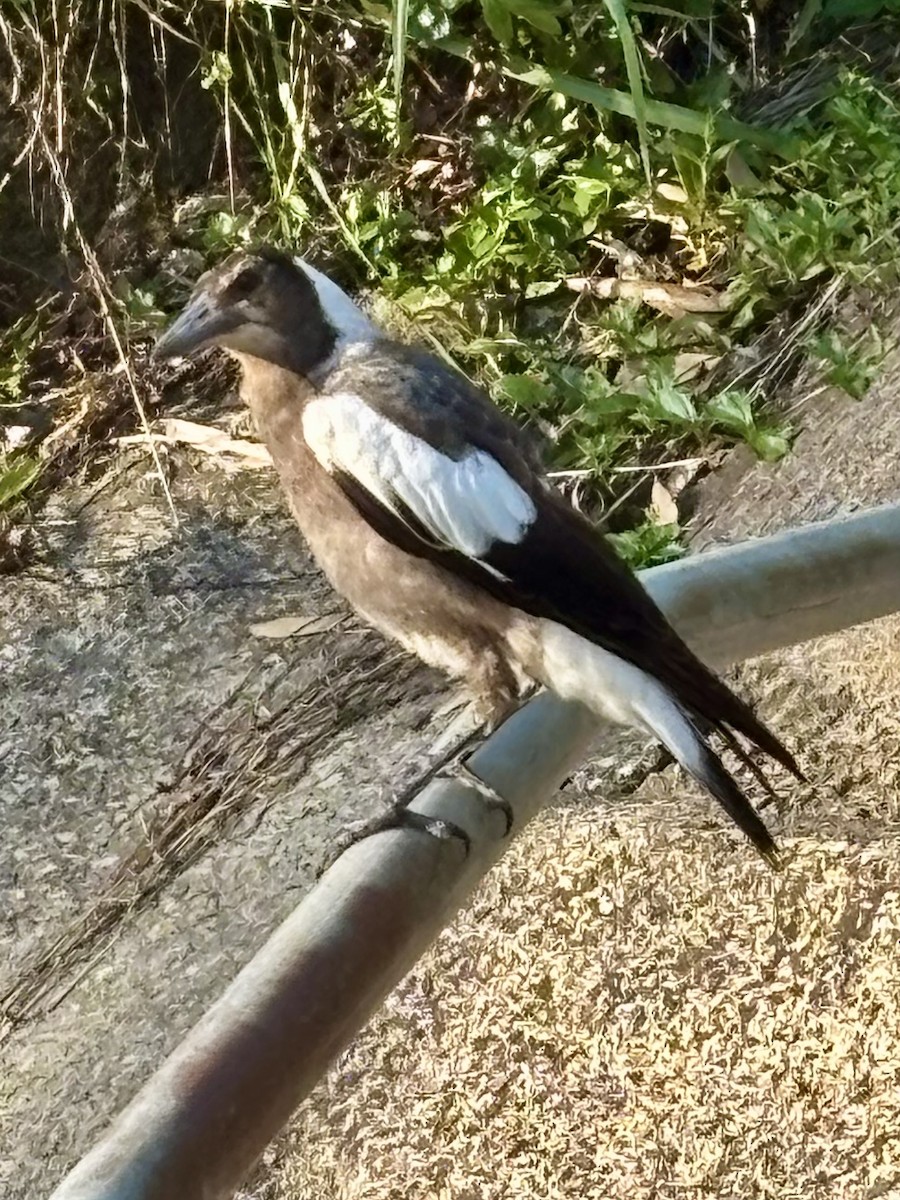 Australian Magpie - ML646555744