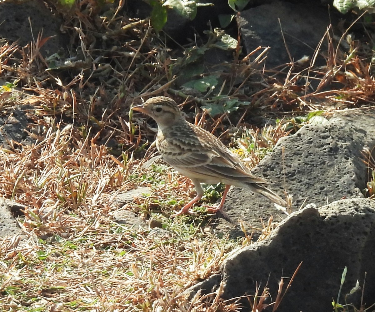 ヒメコウテンシ - ML646555745