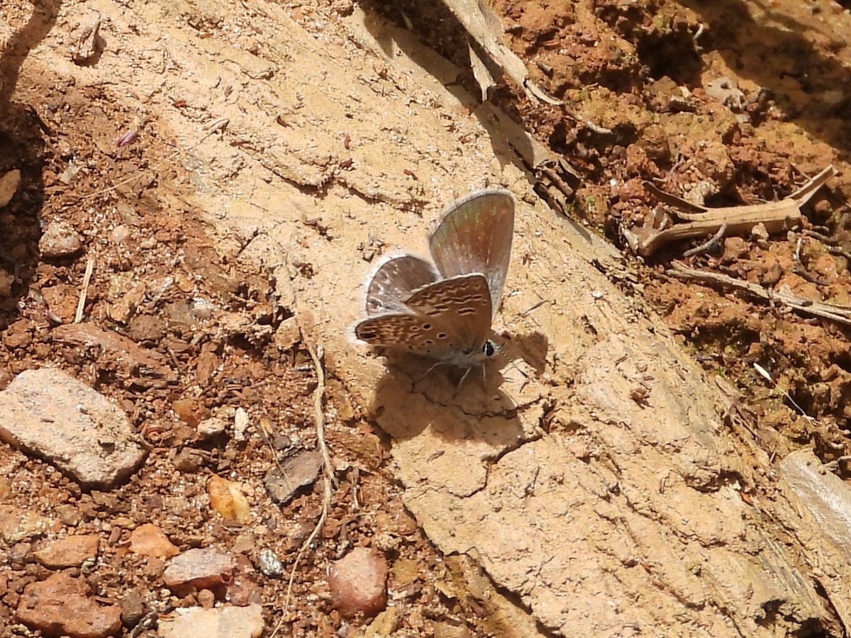 Animals - ML646555746