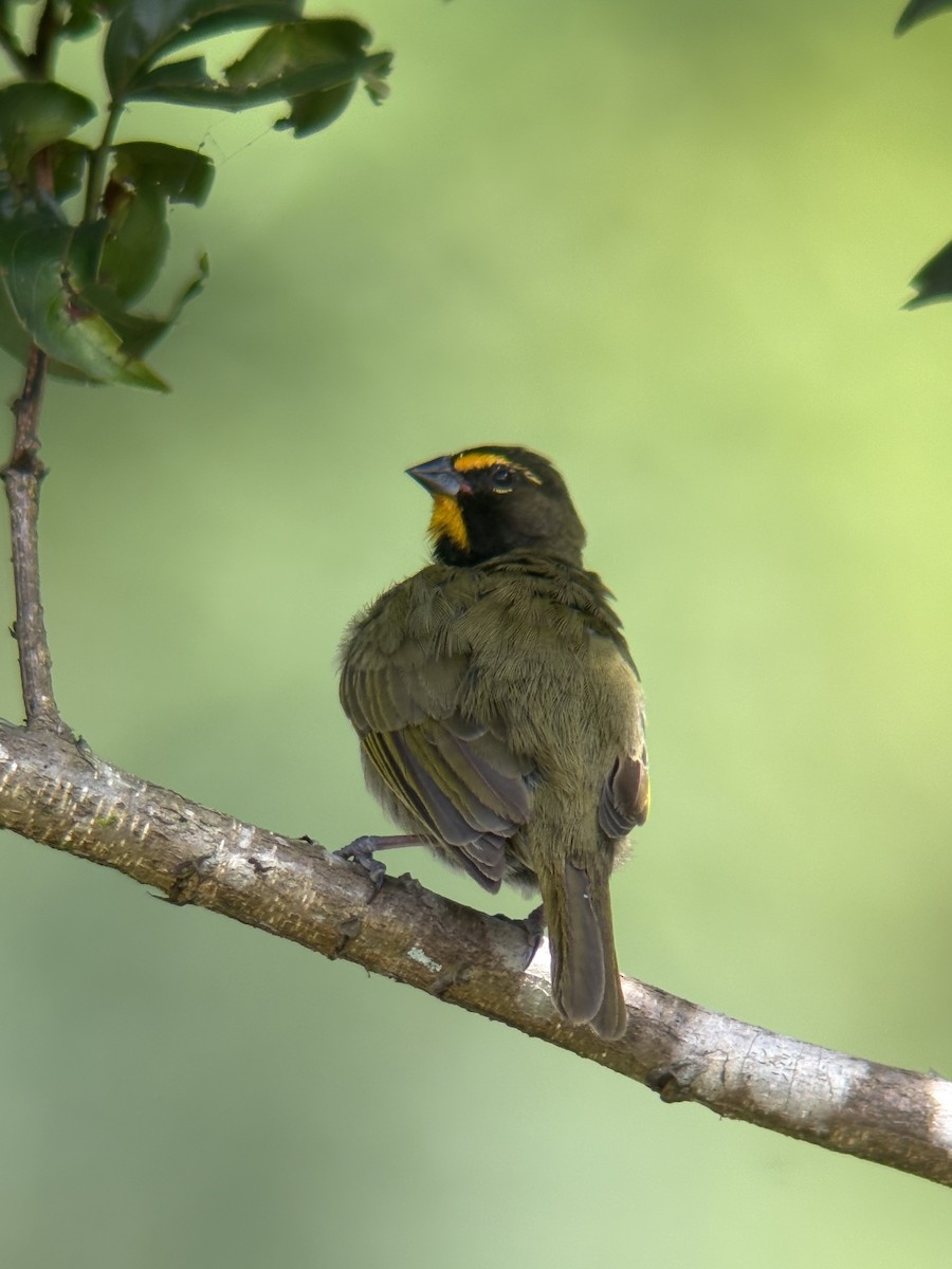 Yellow-faced Grassquit - ML646555747
