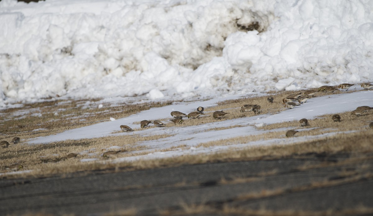 Horned Lark - ML646555748