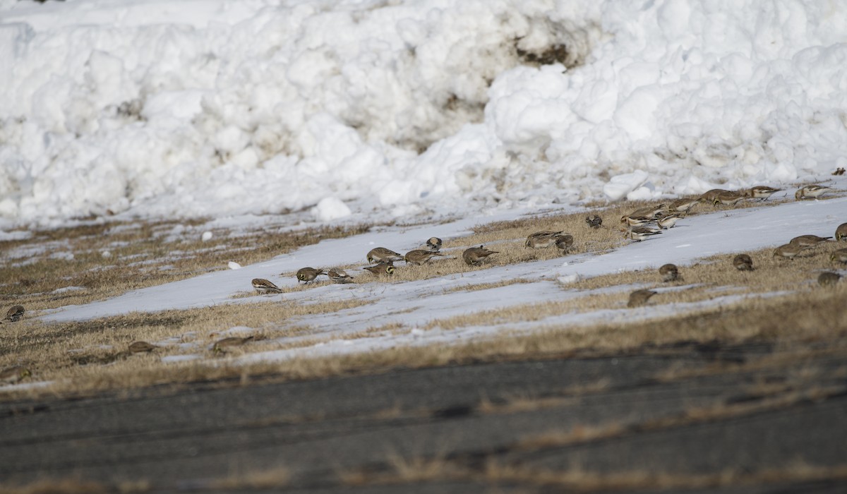 Horned Lark - ML646555749