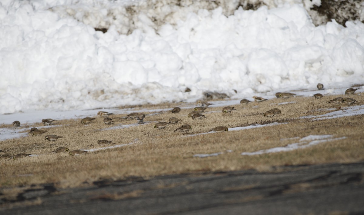 Horned Lark - ML646555750