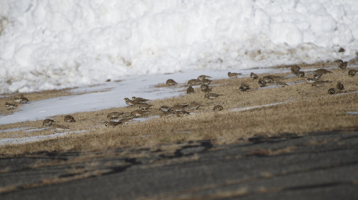 Horned Lark - ML646555751