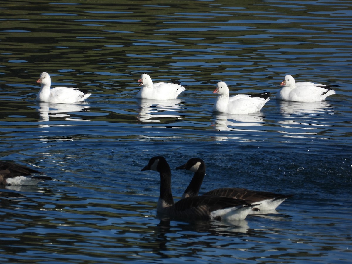 Ross's Goose - ML646555753