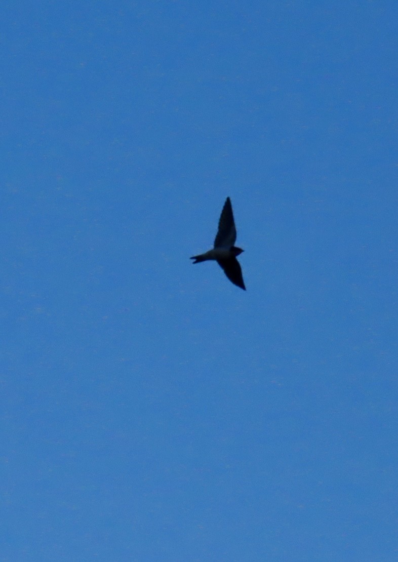 Barn Swallow - ML646555756