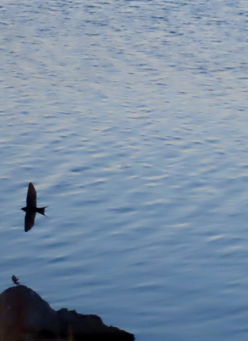 Barn Swallow - ML646555757