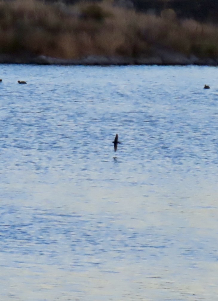 Barn Swallow - ML646555758