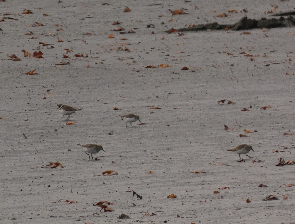 Ak Sokumlu Kumkuşu - ML646555760