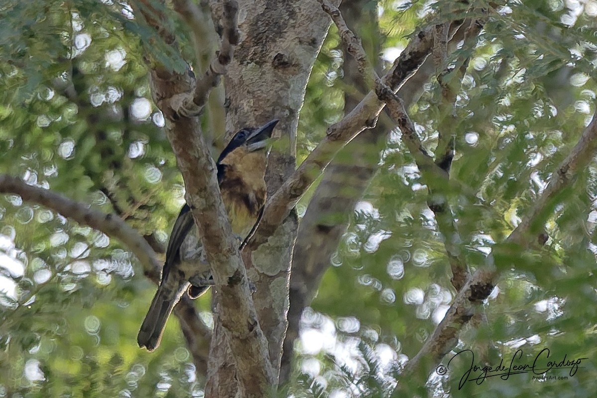 Brown-chested Barbet - ML646555761