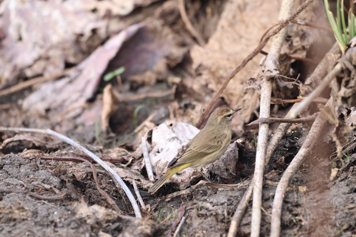 Palm Warbler - ML646555763
