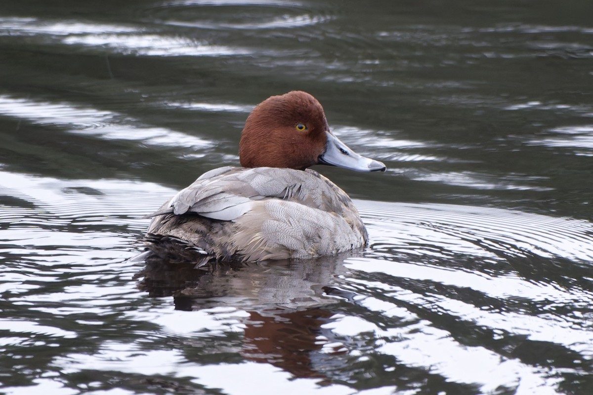 Redhead - ML646555764
