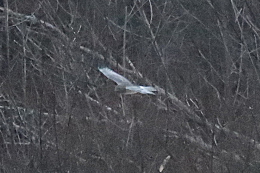 Northern Harrier - ML646555768